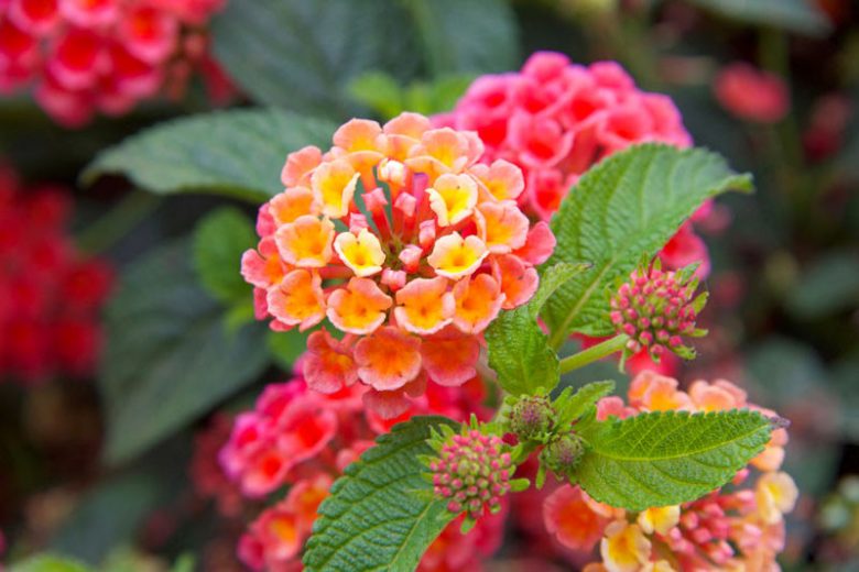 Native Plants, Invasive Plants, Lantana camara, Largeleaf Lantana