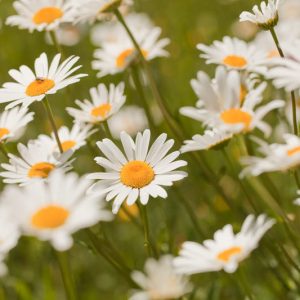 Native Plants, Invasive Plants, Leucanthemum vulgare, Ox-Eye Daisy, Field Daisy, Marguerite, Moon Daisy, Chrysanthemum leucanthemum