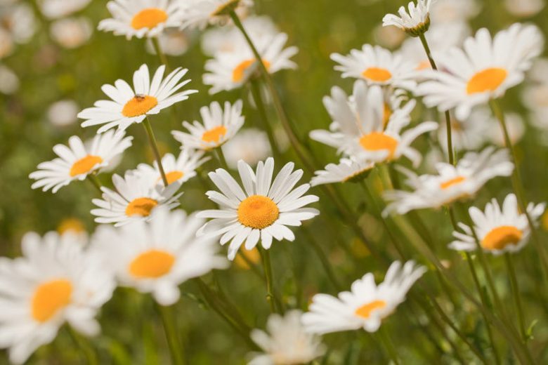 Native Plants, Invasive Plants, Leucanthemum vulgare, Ox-Eye Daisy, Field Daisy, Marguerite, Moon Daisy, Chrysanthemum leucanthemum