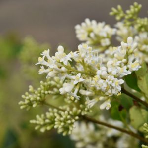 Native Plants, Invasive Plants, Ligustrum japonicum, Japanese Privet