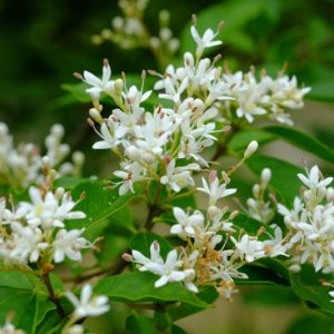 Native Plants, Invasive Plants, Ligustrum vulgare,  Common Privet