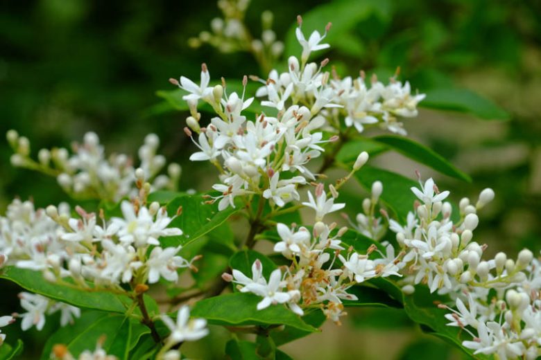Native Plants, Invasive Plants, Ligustrum vulgare,  Common Privet