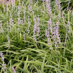 Native Plants, Invasive Plants, Liriope spicata,  Creeping Lily Turf, Lily Turf, Creeping Liriope, Liriope koreana