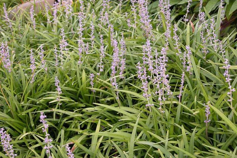 Native Plants, Invasive Plants, Liriope spicata,  Creeping Lily Turf, Lily Turf, Creeping Liriope, Liriope koreana