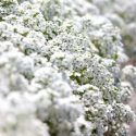 Native Plants, Invasive Plants, Lobularia maritima, Sweet Alyssum, Sweet Alison, Seaside Alyssum, Seaside Lobularia, Alyssum maritimum, Alyssum odoratum, Clypeola maritima, Koniga maritima