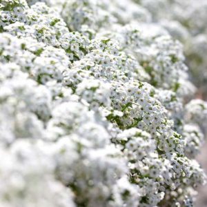 Native Plants, Invasive Plants, Lobularia maritima, Sweet Alyssum, Sweet Alison, Seaside Alyssum, Seaside Lobularia, Alyssum maritimum, Alyssum odoratum, Clypeola maritima, Koniga maritima