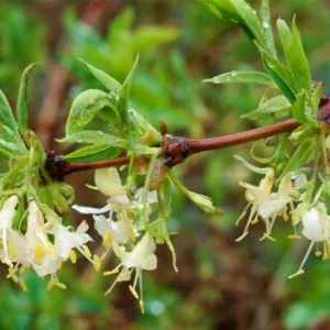 Native Plants, Invasive Plants, Lonicera fragrantissima, Sweetest Honeysuckle