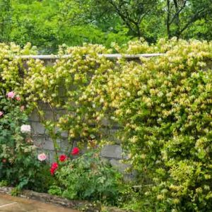 Native Plants, Invasive Plants, Lonicera japonica, Japanese Honeysuckle