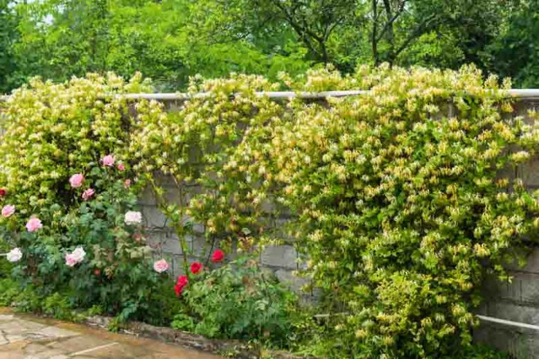 Native Plants, Invasive Plants, Lonicera japonica, Japanese Honeysuckle