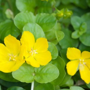 Native Plants, Invasive Plants, Lysimachia nummularia, Creeping Jenny, Creeping Charlie, Creeping Sally, Downhill-of-Life, Herb Twopence, Money Myrtle, Money Plant, Moneywort, Twopenny Grass, Wandering Charlie