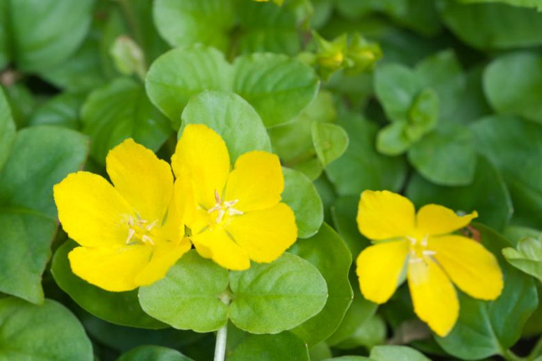 Native Plants, Invasive Plants, Lysimachia nummularia, Creeping Jenny, Creeping Charlie, Creeping Sally, Downhill-of-Life, Herb Twopence, Money Myrtle, Money Plant, Moneywort, Twopenny Grass, Wandering Charlie