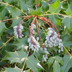 Native Plants, Invasive Plants, Mahonia bealei, Beal's Mahonia, Leatherleaf Mahonia, Berberis bealei , Oregon Grape, Mahonia japonica Bealei Group