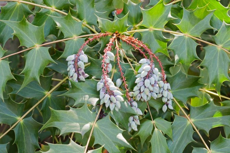 Native Plants, Invasive Plants, Mahonia bealei, Beal's Mahonia, Leatherleaf Mahonia, Berberis bealei , Oregon Grape, Mahonia japonica Bealei Group