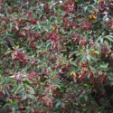 Native Plants, Invasive Plants, Malus hupehensis, Tea Crabapple, Hupeh Crabapple, Malus theifera, Pyrus malus theifera, Fragrant Tree, Red fruit, red berries, Winter fruits, White Flowers