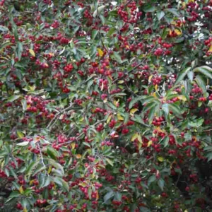 Native Plants, Invasive Plants, Malus hupehensis, Tea Crabapple, Hupeh Crabapple, Malus theifera, Pyrus malus theifera, Fragrant Tree, Red fruit, red berries, Winter fruits, White Flowers