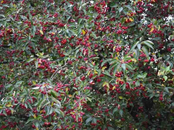 Native Plants, Invasive Plants, Malus hupehensis, Tea Crabapple, Hupeh Crabapple, Malus theifera, Pyrus malus theifera, Fragrant Tree, Red fruit, red berries, Winter fruits, White Flowers