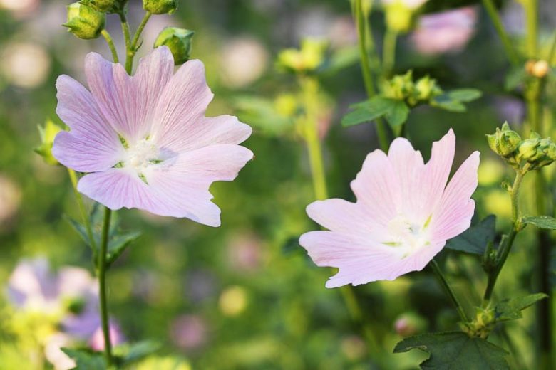 Native Plants, Invasive Plants, Malva moschata, Musk Mallow, Pink Flowers