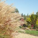 Native Plants, Invasive Plants, Miscanthus sinensis,  Chinese Silver Grass, Eulalia, Chinese Plume Grass, Zebra Grass, Eulaliagrass