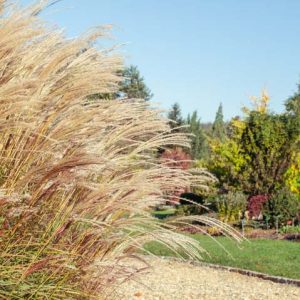 Native Plants, Invasive Plants, Miscanthus sinensis,  Chinese Silver Grass, Eulalia, Chinese Plume Grass, Zebra Grass, Eulaliagrass