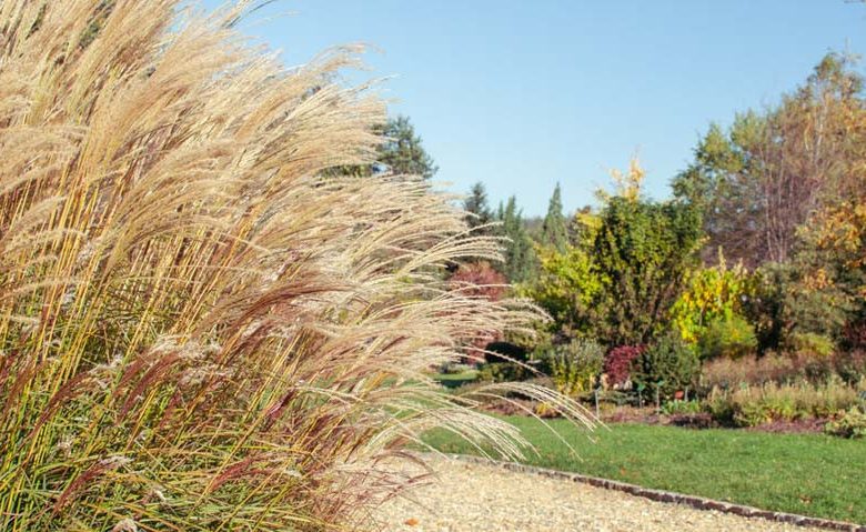 Native Plants, Invasive Plants, Miscanthus sinensis,  Chinese Silver Grass, Eulalia, Chinese Plume Grass, Zebra Grass, Eulaliagrass