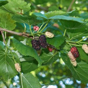 Native Plants, Invasive Plants, Morus alba, White Mulberry, Silkworm Mulberry