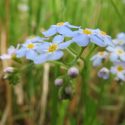 Native Plants, Invasive Plants, Myosotis scorpioides, Water Forget-Me-Not, True Forget-Me-Not, Love-Me, Marsh Forget-Me-Not, Mouse-Ear, Mouse-Ear Scorpion Grass, Snake Grass, Myosotis palustris
