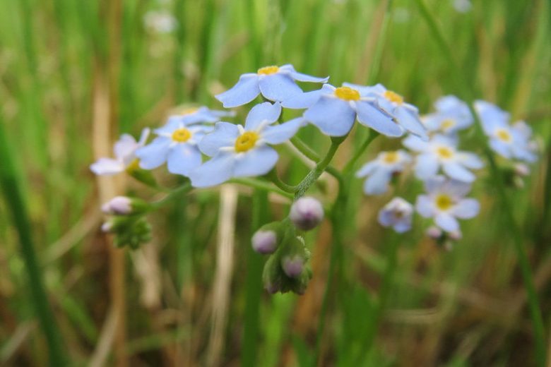 Native Plants, Invasive Plants, Myosotis scorpioides, Water Forget-Me-Not, True Forget-Me-Not, Love-Me, Marsh Forget-Me-Not, Mouse-Ear, Mouse-Ear Scorpion Grass, Snake Grass, Myosotis palustris