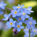 Native Plants, Invasive Plants, Myosotis sylvatica, Wood Forget-Me-Not, Garden Forget-Me-Not, Forget-Me-Not
