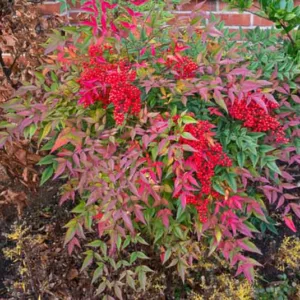 Native Plants, Invasive Plants, Nandina domestica, Heavenly Bamboo, Sacred Bamboo, Nandina, Chinese Sacred Bamboo
