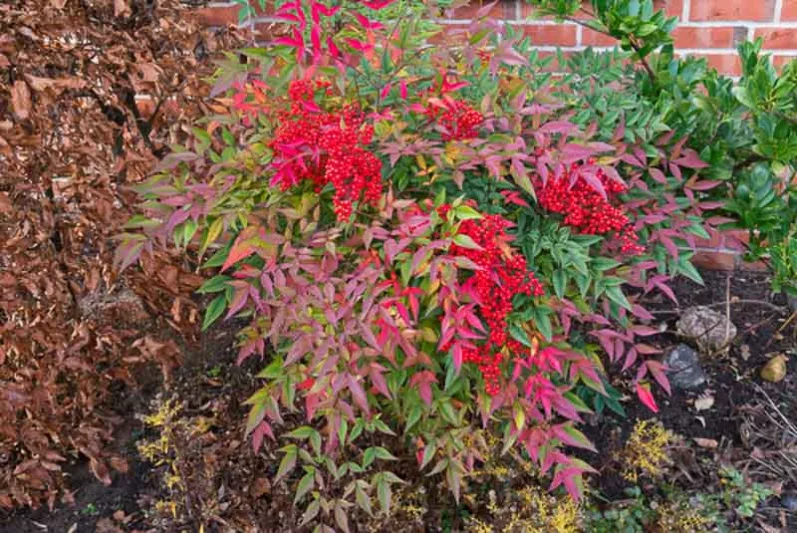 Native Plants, Invasive Plants, Nandina domestica, Heavenly Bamboo, Sacred Bamboo, Nandina, Chinese Sacred Bamboo