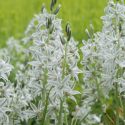 Native Plants, Invasive Plants, Ornithogalum nutans, Dropping Star of Bethlehem, Nodding Star of Bethlehem, Silver Bells