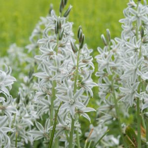 Native Plants, Invasive Plants, Ornithogalum nutans, Dropping Star of Bethlehem, Nodding Star of Bethlehem, Silver Bells