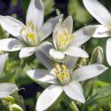 Native Plants, Invasive Plants, Ornithogalum umbellatum, Star of Bethlehem, Grass Lily, Nap-at-Noon, Eleven-o'clock Lady, Jack-go-to-bed-at-noon , Sleepy Dick, Summer snowflake, Ten-o'clock Lady
