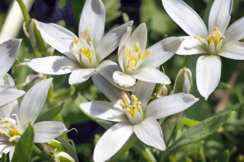 Native Plants, Invasive Plants, Ornithogalum umbellatum, Star of Bethlehem, Grass Lily, Nap-at-Noon, Eleven-o'clock Lady, Jack-go-to-bed-at-noon , Sleepy Dick, Summer snowflake, Ten-o'clock Lady