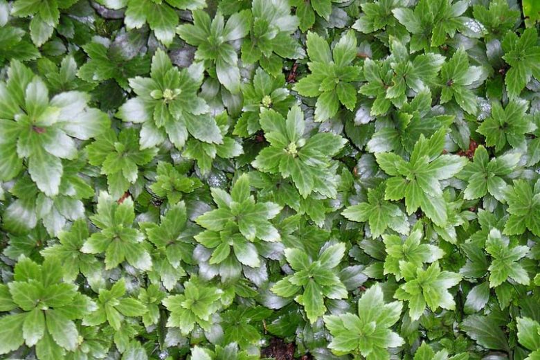 Native Plants, Invasive Plants, Pachysandra terminalis, Japanese Spurge, Japanese Pachysandra, Spurge, Chinese Fever Vine
