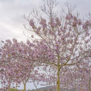 Native Plants, Invasive Plants, Paulownia tomentosa, Princess Tree, Foxglove Tree, Empress Tree, Royal Empress Tree, Paulownia imperialis