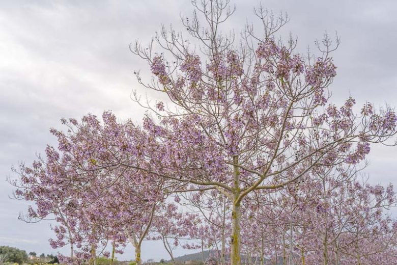 Native Plants, Invasive Plants, Paulownia tomentosa, Princess Tree, Foxglove Tree, Empress Tree, Royal Empress Tree, Paulownia imperialis