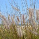 Native Plants, Invasive Plants, Pennisetum setaceum, Purple Fountain Grass, African Fountain Grass, Fountain Grass, Ruby Grass, Pennisetum rueppellii