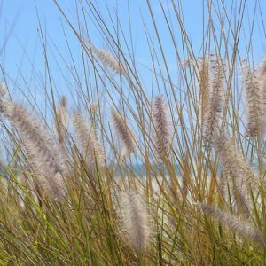 Native Plants, Invasive Plants, Pennisetum setaceum, Purple Fountain Grass, African Fountain Grass, Fountain Grass, Ruby Grass, Pennisetum rueppellii