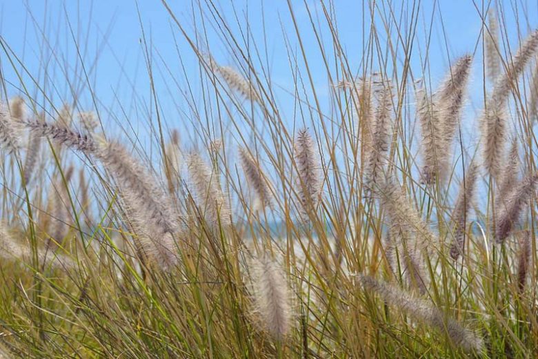 Native Plants, Invasive Plants, Pennisetum setaceum, Purple Fountain Grass, African Fountain Grass, Fountain Grass, Ruby Grass, Pennisetum rueppellii
