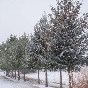 Native Plants, Invasive Plants, Picea abies, Norway Spruce, Red Cone Norway Spruce