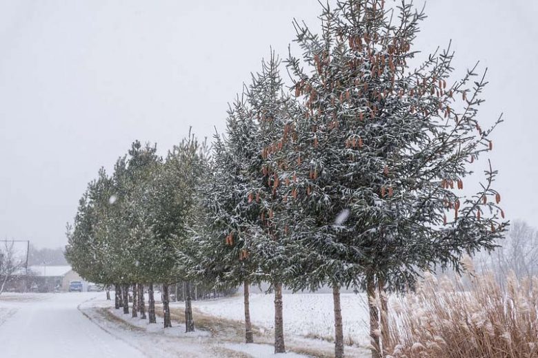 Native Plants, Invasive Plants, Picea abies, Norway Spruce, Red Cone Norway Spruce