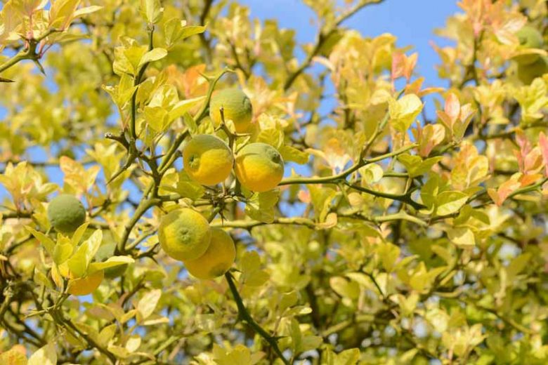 Native Plants, Invasive Plants, Poncirus trifoliata, Hardy Orange, Japanese Bitter Orange, Japanese Hardy Orange, Aegle sepiaria, Citrus trifoliata, Trifoliate Orange