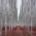 Native Plants, Invasive Plants, Populus alba, White Poplar, Abele, Abbey, Dutch Beech, Silver-Leaved Poplar, White Asp, Silver Poplar