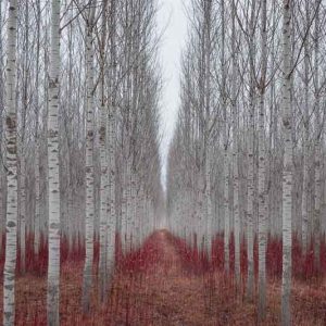 Native Plants, Invasive Plants, Populus alba, White Poplar, Abele, Abbey, Dutch Beech, Silver-Leaved Poplar, White Asp, Silver Poplar