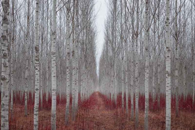 Native Plants, Invasive Plants, Populus alba, White Poplar, Abele, Abbey, Dutch Beech, Silver-Leaved Poplar, White Asp, Silver Poplar