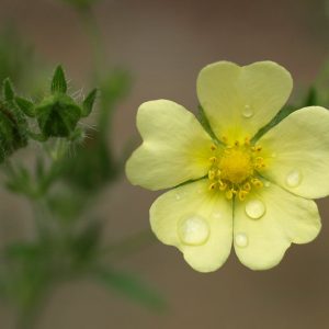 Native Plants, Invasive Plants, Potentilla recta, Sulphur Cinquefoil, Roughfruit Cinquefoil