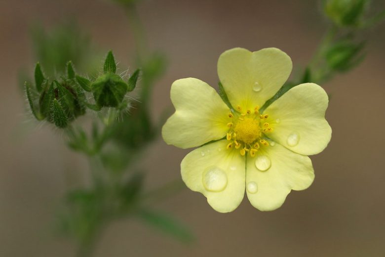 Native Plants, Invasive Plants, Potentilla recta, Sulphur Cinquefoil, Roughfruit Cinquefoil