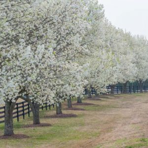Native Plants, Invasive Plants, Pyrus calleryana, Callery Pear, Bradford Callery Pear