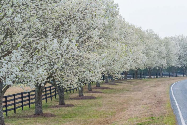 Native Plants, Invasive Plants, Pyrus calleryana, Callery Pear, Bradford Callery Pear